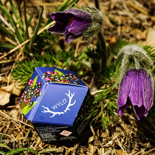 Close-up of Wyld branded cannabis edible gummies package positioned next to purple wildflowers in natural outdoor setting