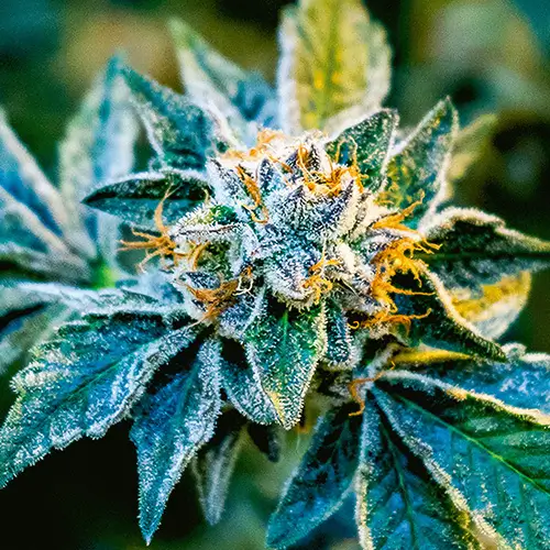 Detailed close-up of a cannabis flower bud showing trichomes and orange pistils with vibrant green and purple coloring